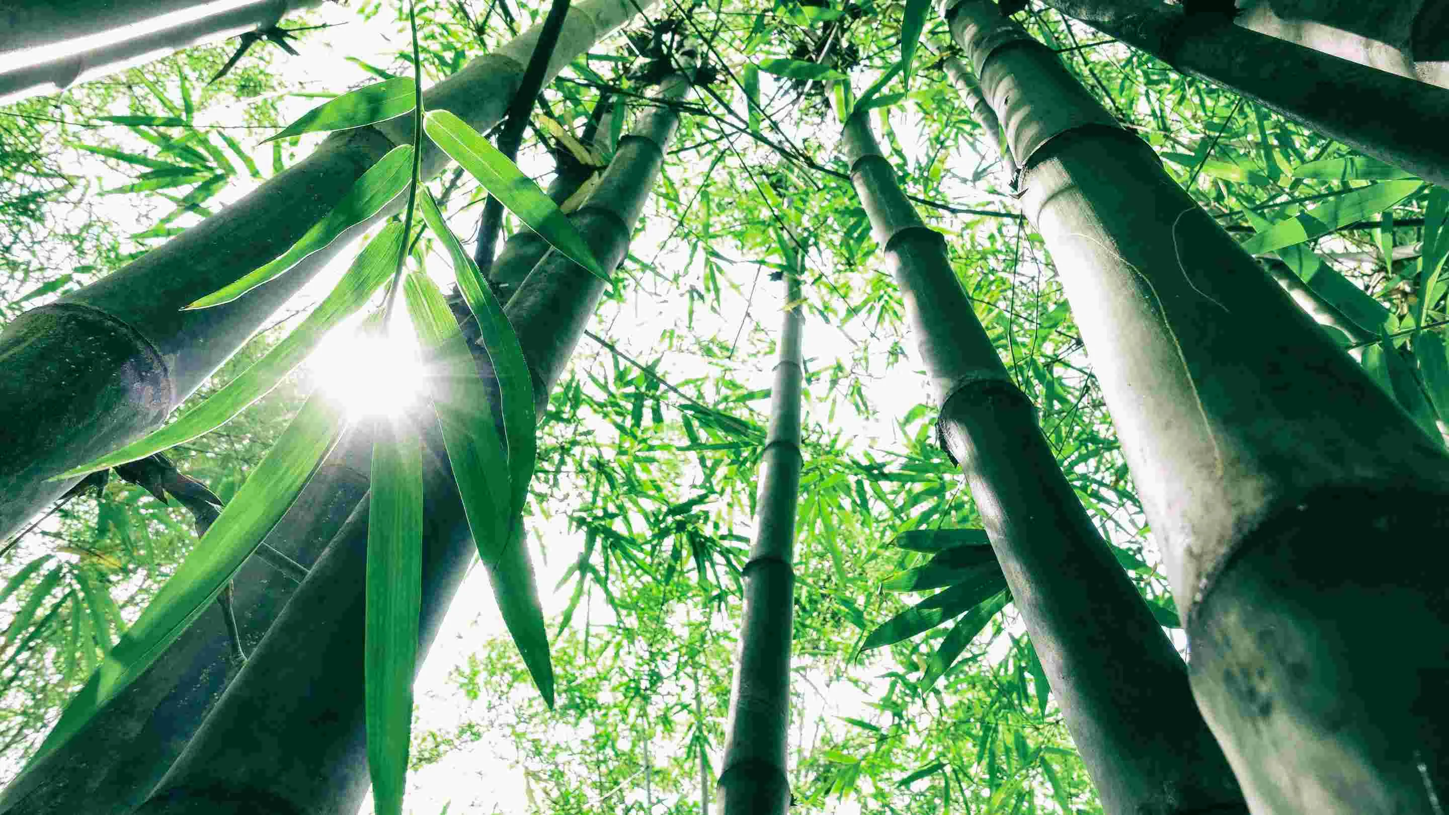 BambooPark Natur