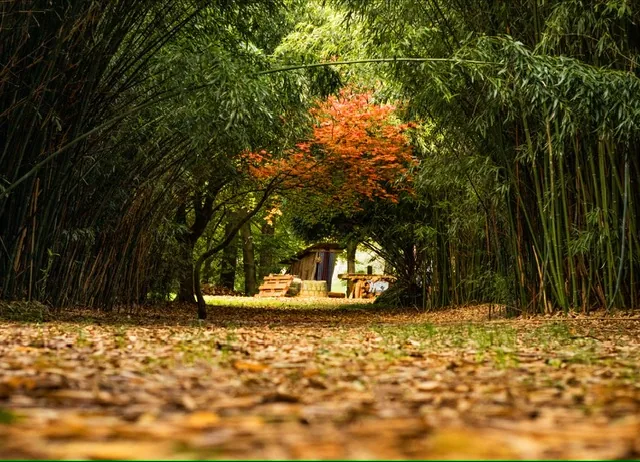BambooPark